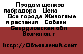 Продам щенков лабрадора › Цена ­ 20 000 - Все города Животные и растения » Собаки   . Свердловская обл.,Волчанск г.